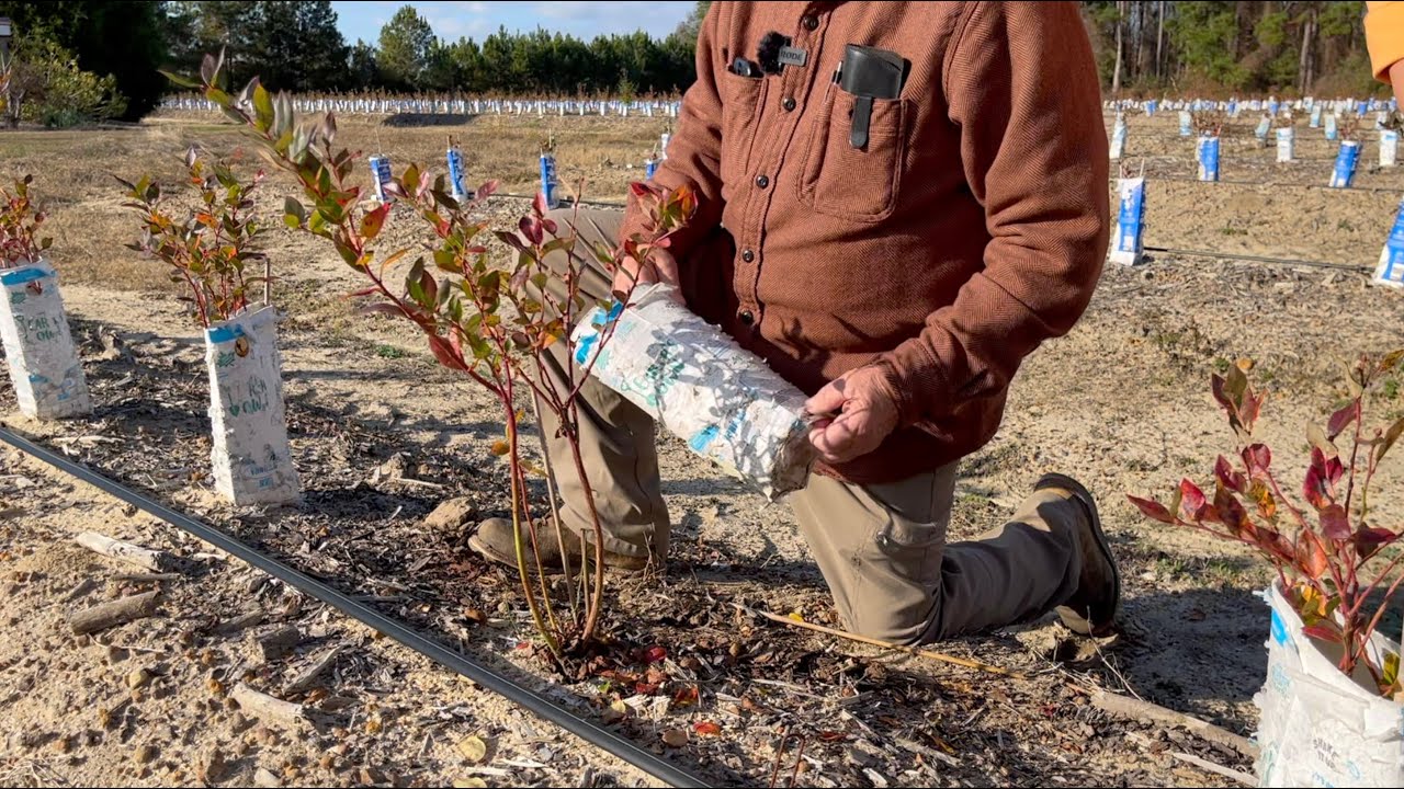 The Secret Behind Milk Cartons in Our Blueberry Farm | The Blueberry Barn