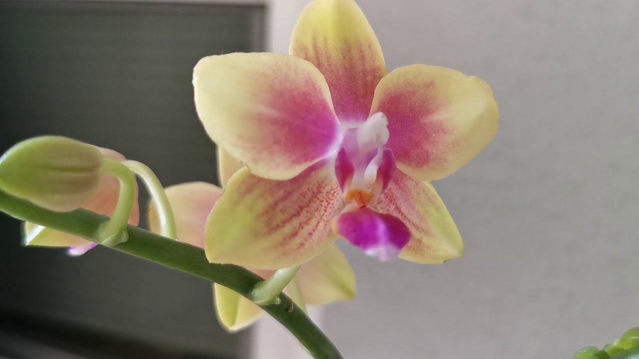 兰花212.金星Phalaenopsis.I-Hsin Venus (Dragon's Gold x I sin viola Tris)02/04/2021