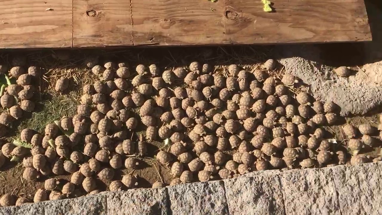 Huge Sulcata Tortoise Hatch, 2019