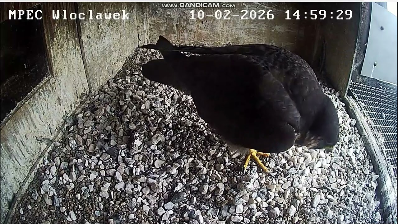 MPEC Włocławek PL-Zazamka fell into nest, works in it, digs holes, tries pebbles - 2026 02 10 14 42