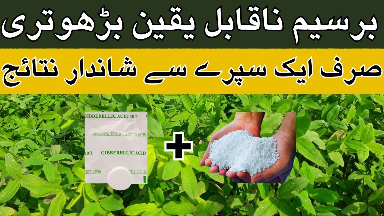 How to boost Berseem growth in cold weather | berseem cultivation and grow fast | Umar FarmingWala