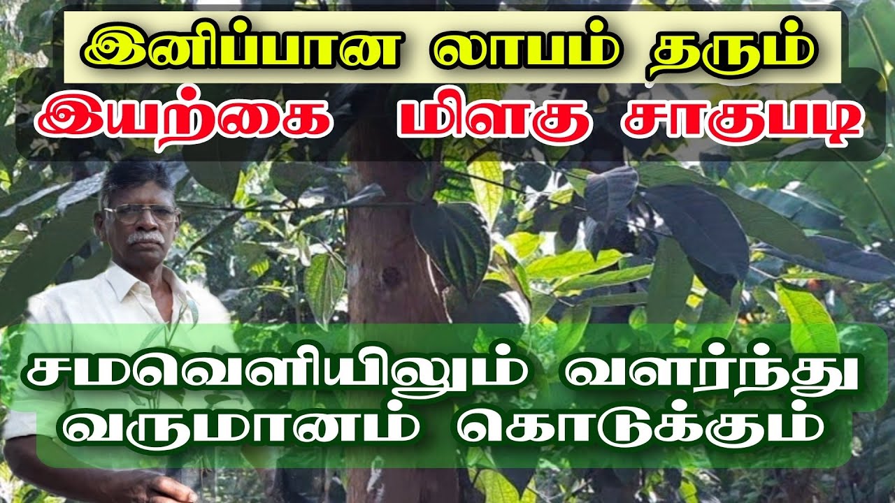 இனிப்பான லாபம் தரும் இயற்கை மிளகு சாகுபடி
