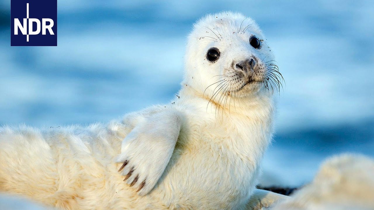 Wilde Ostsee - Von Estland bis Finnland | NDR
