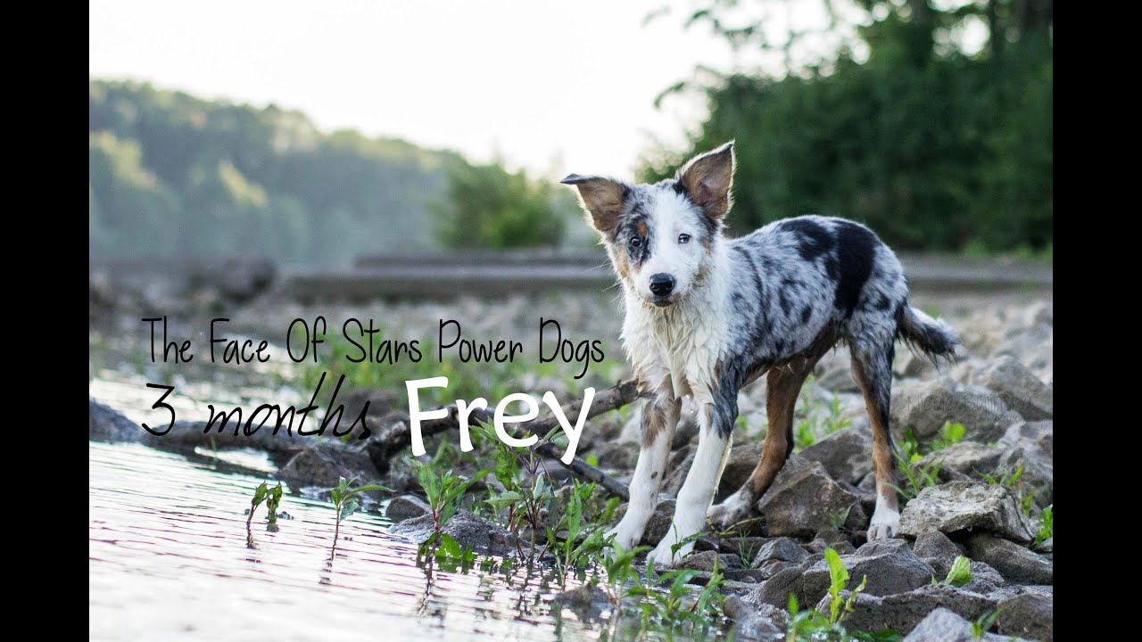 Frey Border Collie | 3 Months