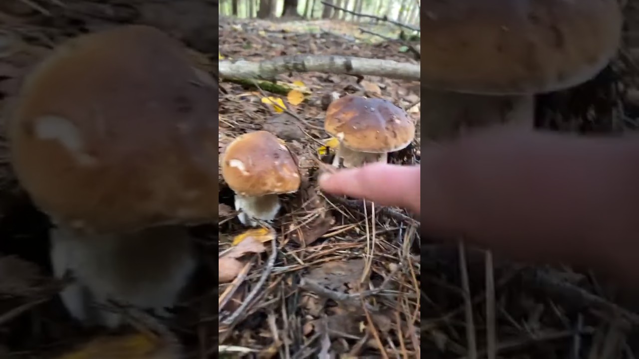 Funghi aTerra 2024.TOP#mushrooms #boletus #pilze #nature #гриби #shorts #fungi #porcini #funghi