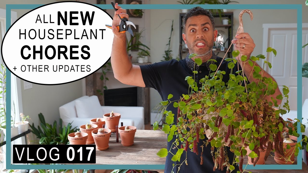 Houseplant Chores (Never Stop): Chenille Plant Pruning/Propagation + Amaryllis Update + Plant Space!