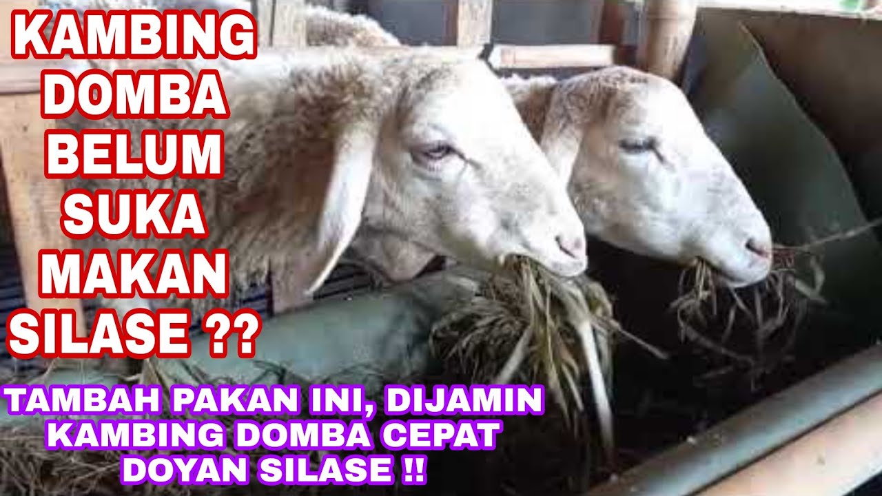 Cara melatih kambing domba cepat doyan pakan silase