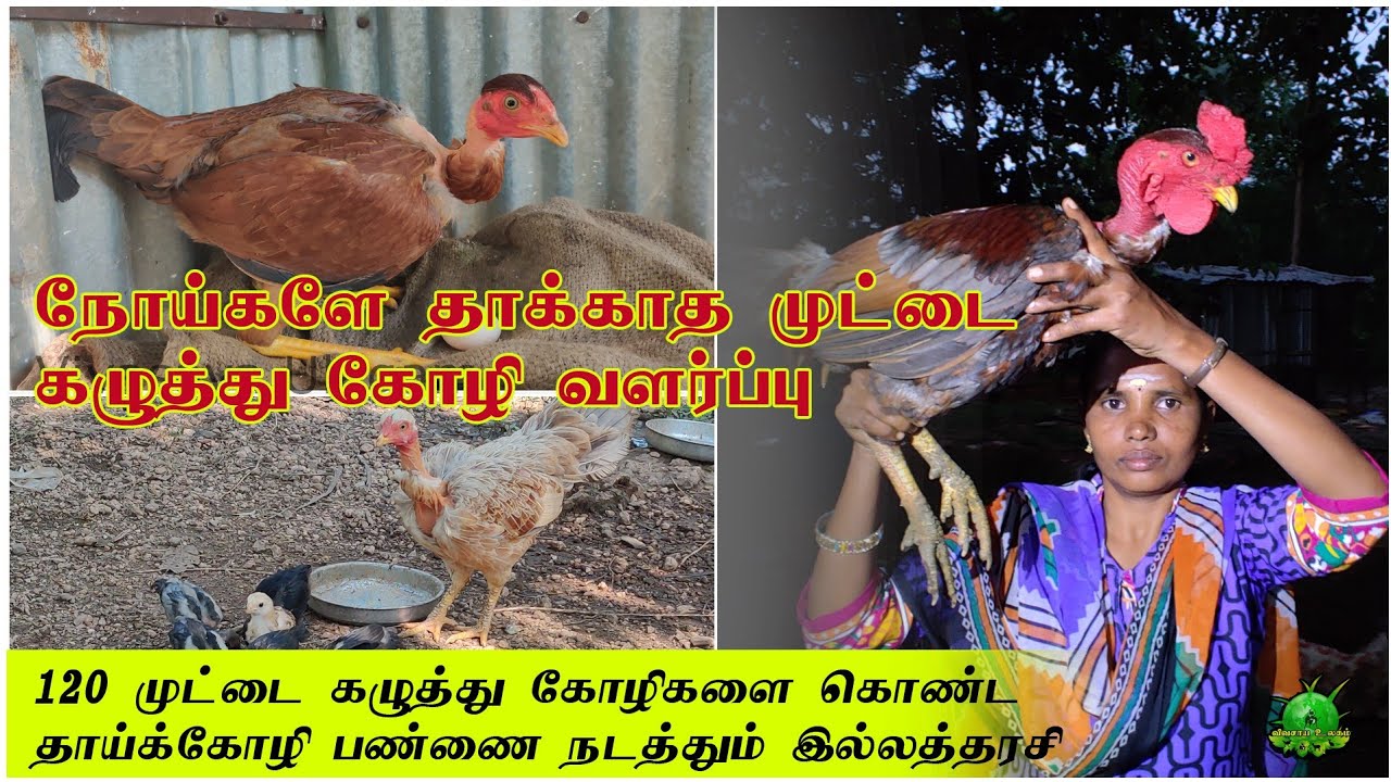 நோய்களே தாக்காத முட்டை கழுத்து கோழிகள் வளர்ப்பு ??