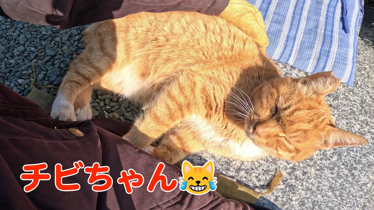 野良猫チビちゃん301  #茶トラ #野良猫