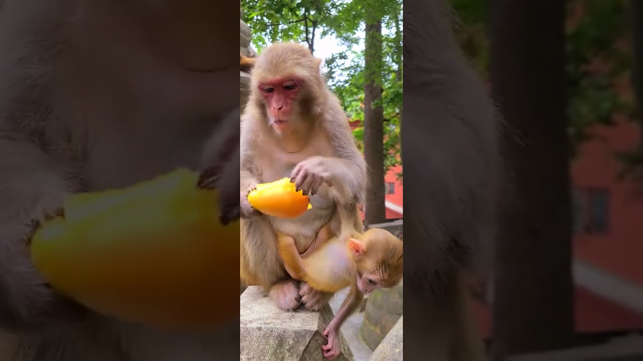 Cute Baby Monkey #17