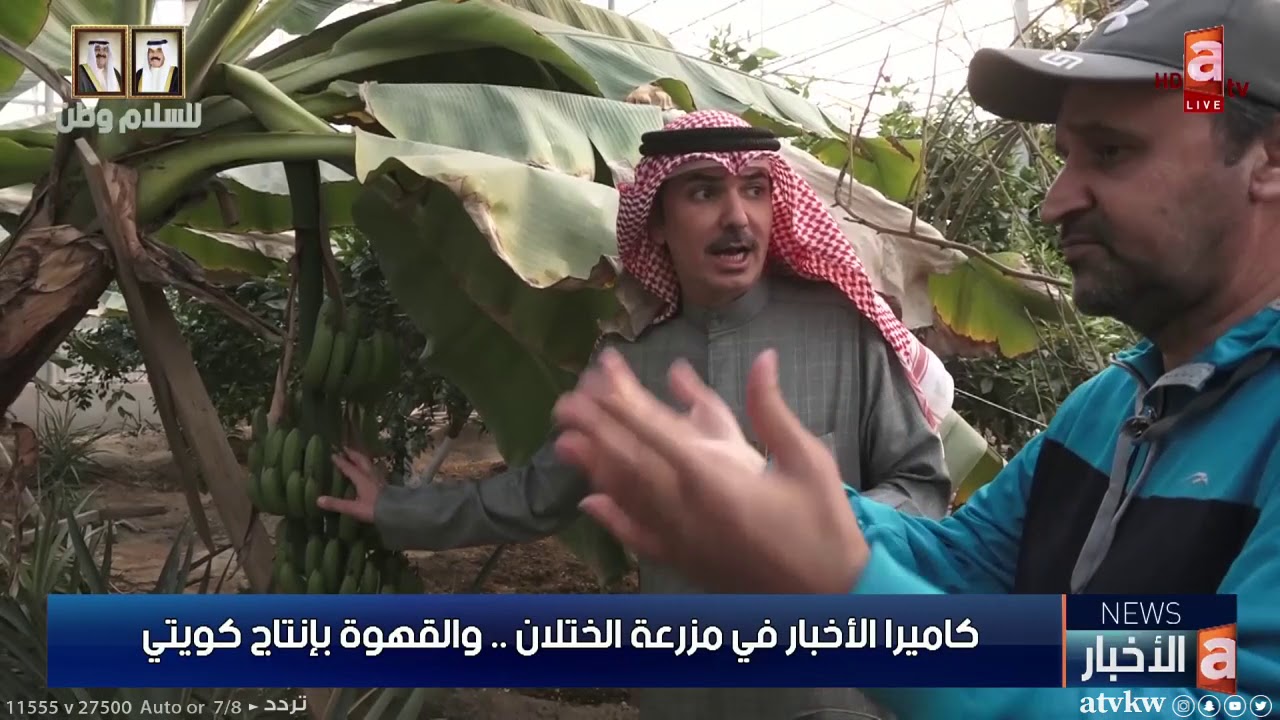 كاميرا الأخبار في مزرعة الختلان .. و القهوة بإنتاج كويتي