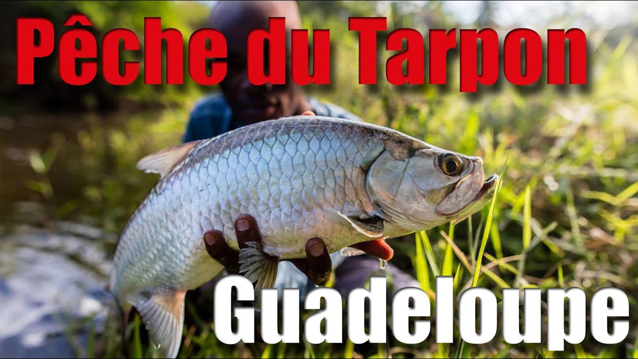 Comment rechercher et pêcher le Tarpon en Guadeloupe : Sortie Pêche en Mangrove avec Guide de pêche
