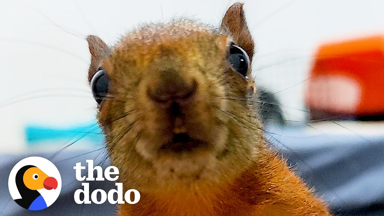 Cuddly Baby Squirrels Visit Their Rescuer Every Day | The Dodo