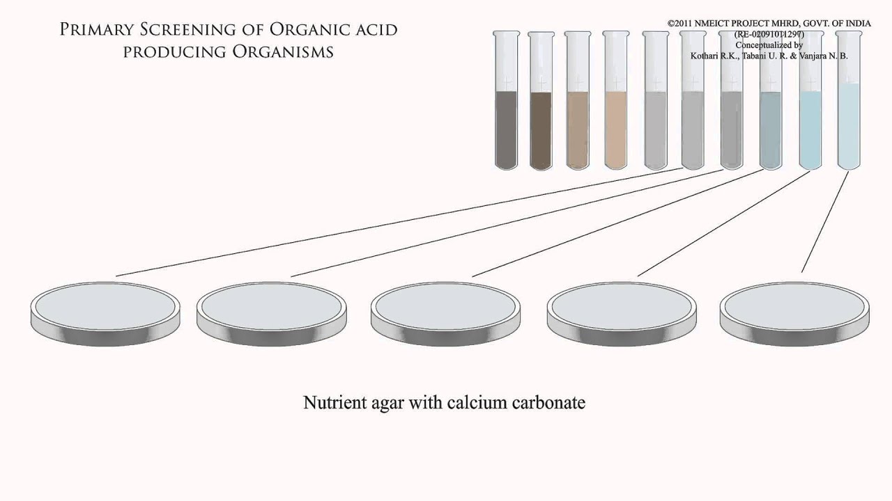 Primary screening of organic acid producing organisms