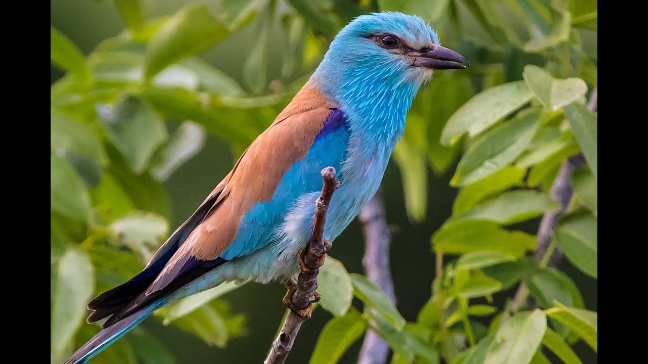 2021 - GOR66 - Campagne de réhabilitation des nichoirs à Rolliers d'Europe
