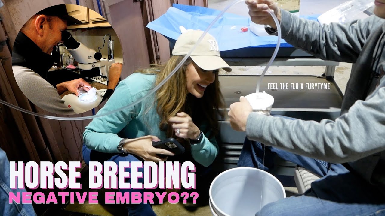 FLUSHING AN EMBRYO FROM MY MARE AND MY BABYFLO STALLION!