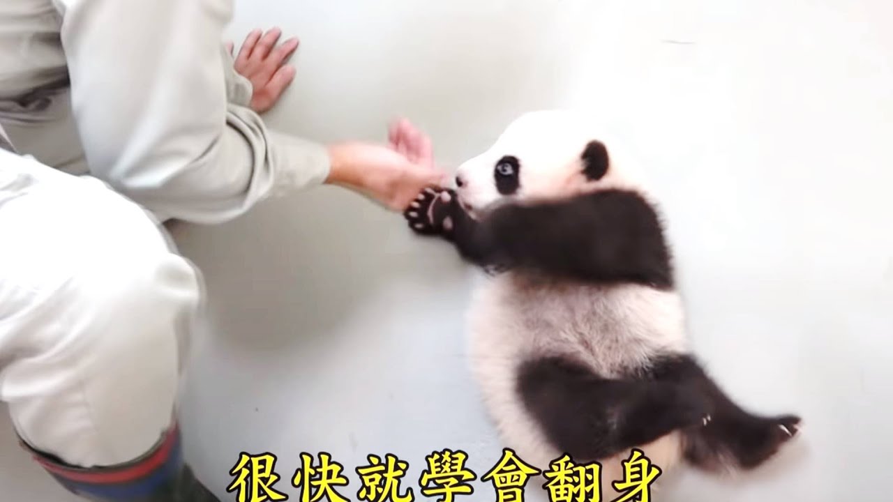 獨家【圓寶這一家】 拉拔團圓家族 彪爸曝圓寶小祕密 八大民生新聞 2021010514