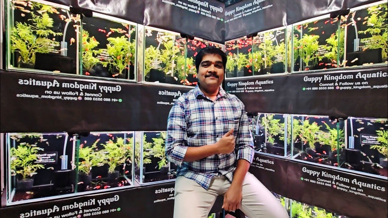 Rare And Exotic Guppy Fish Varieties 🐟 | At Guppy Kingdom Aquatics In Badlapur 