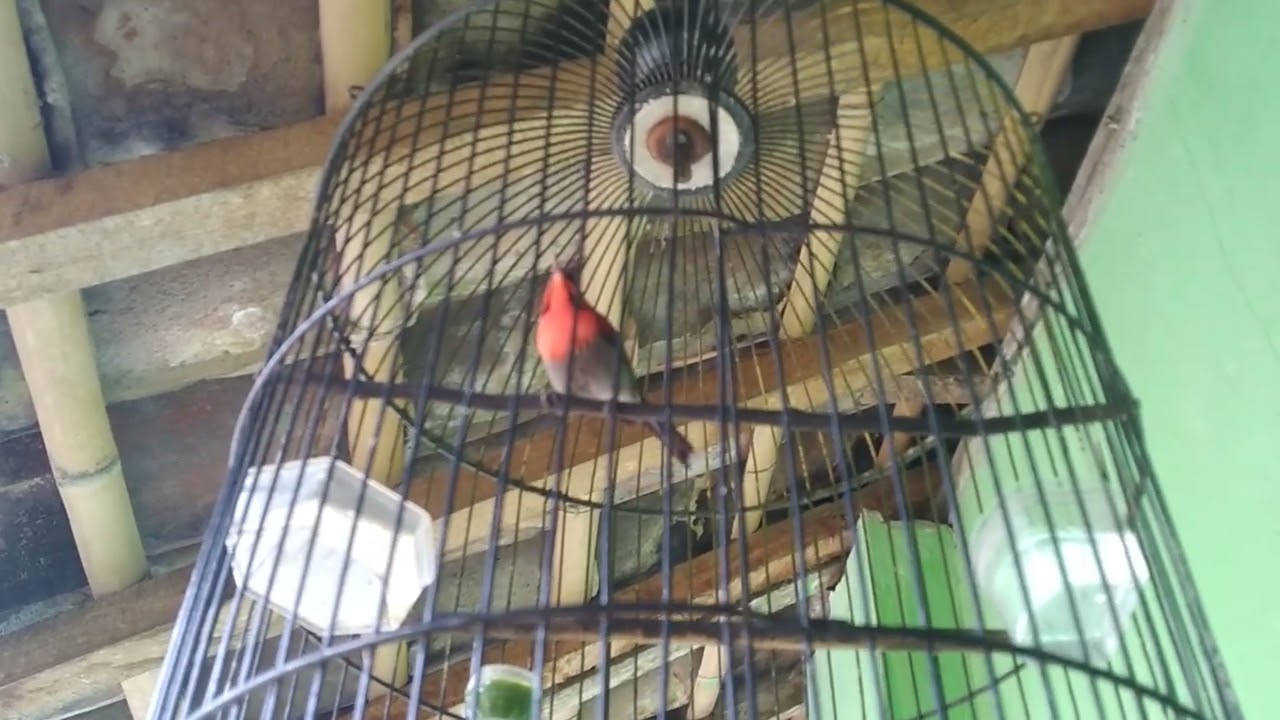 Pancingan Burung MADU dan SEMUA jenis KOLIBRI ⁉️ kolibri sepah RAJA GACOR❗