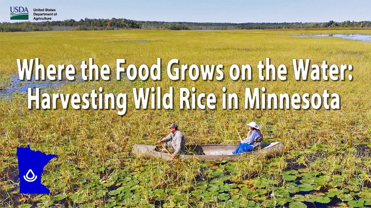 Where the Food Grows on the Water:  Harvesting Wild Rice in Minnesota