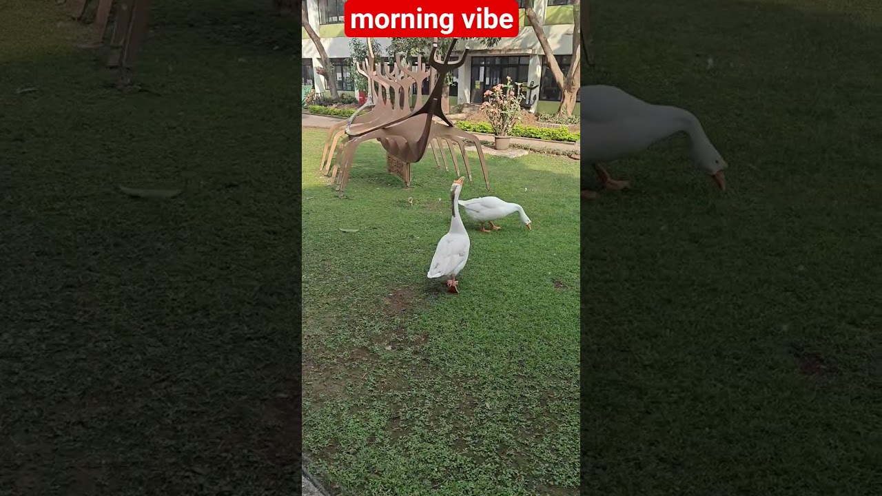 Rise & Shine! Morning Motivation to Kickstart Your Day 🌅✨ #birds #lifeisbutadream