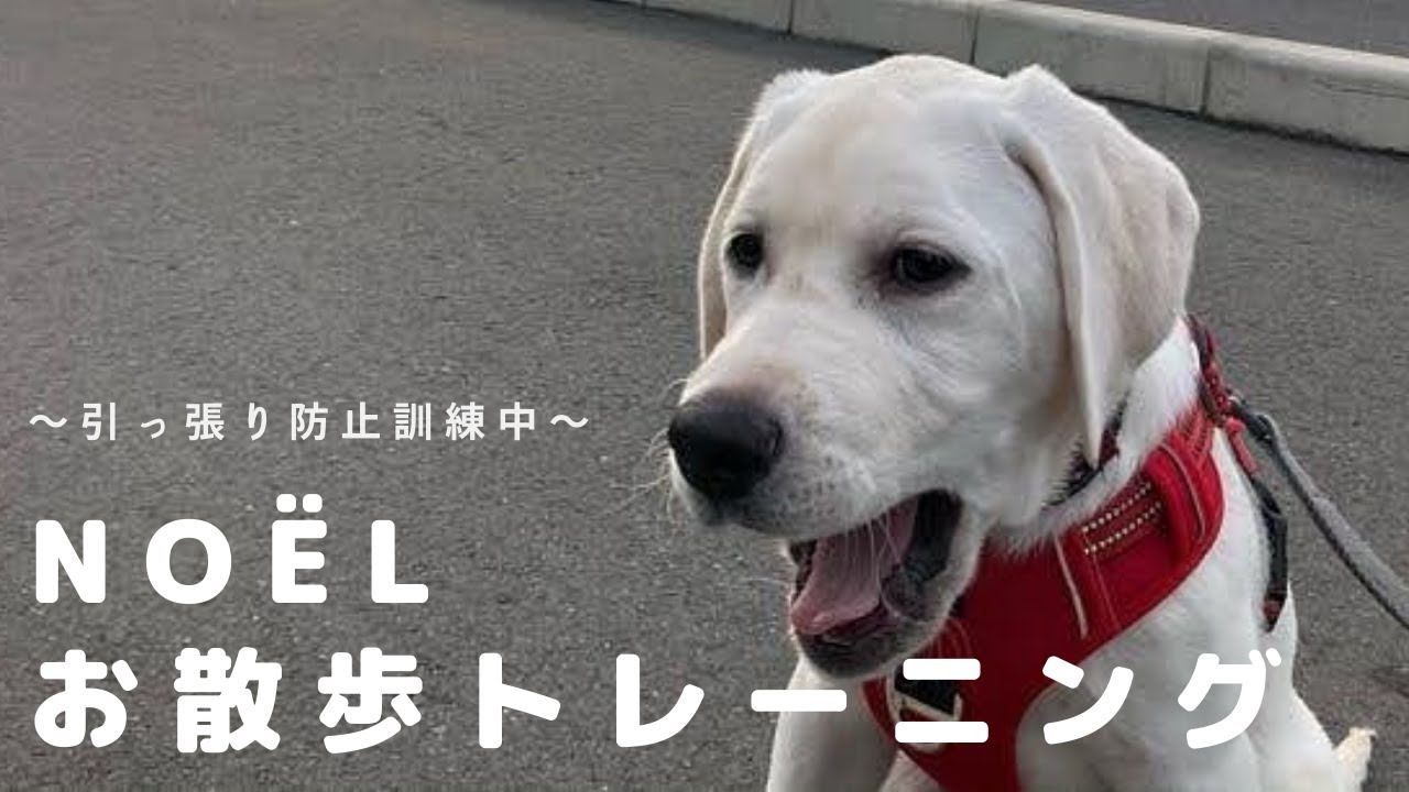 【しつけ動画】お散歩トレーニング中のラブラドールレトリバー