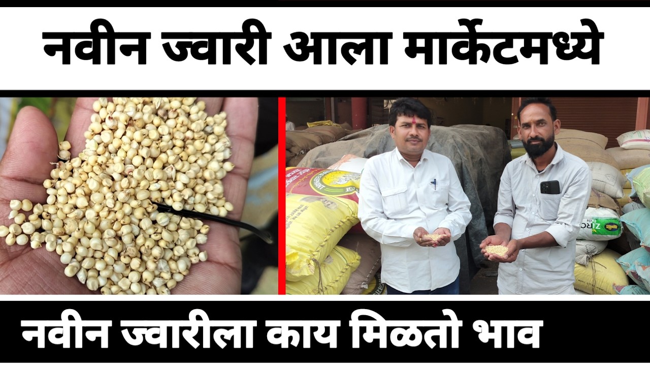 नवीन ज्वारी आली मार्केटमध्ये || नवीन ज्वारी ल काय मिळतो भाव || Peek Pani
