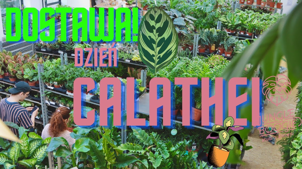 Dostawa roślin od Jungle Boogie pod znakiem Calatheii... i Alokazji, czyli świętujemy przedwiośnie;)