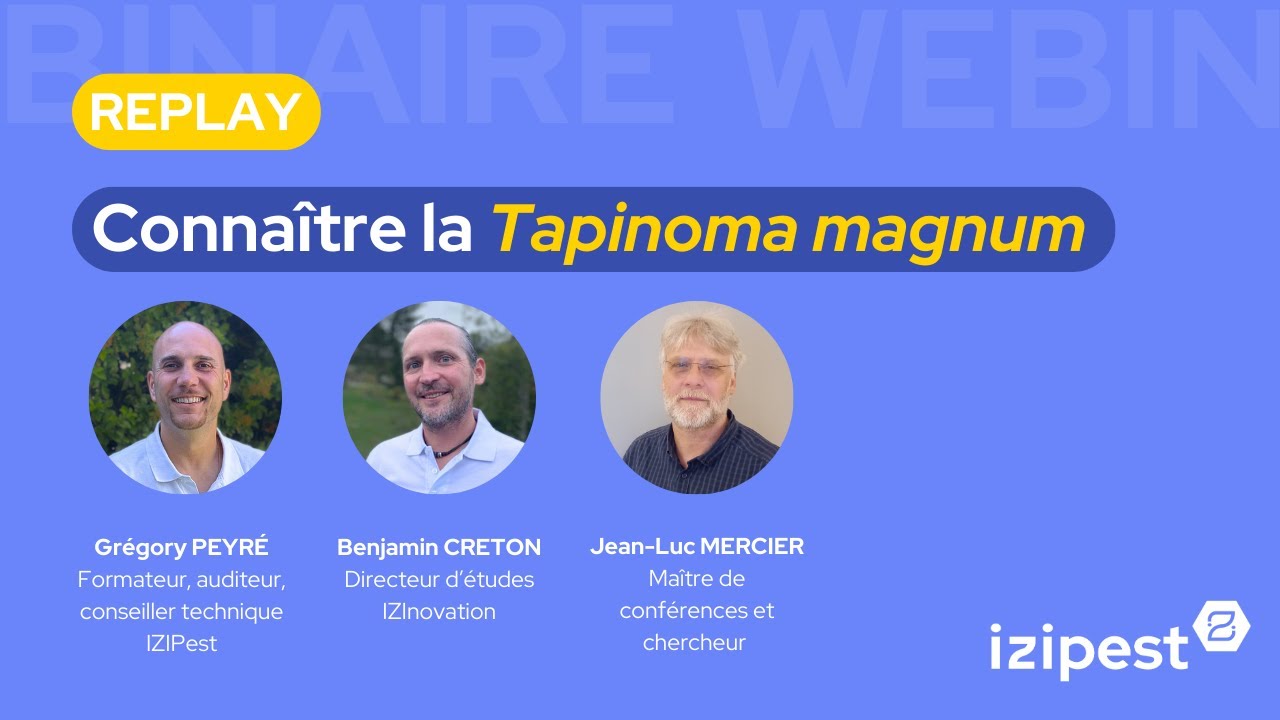 [REPLAY WEBINAIRE] Connaître la Tapinoma magnum