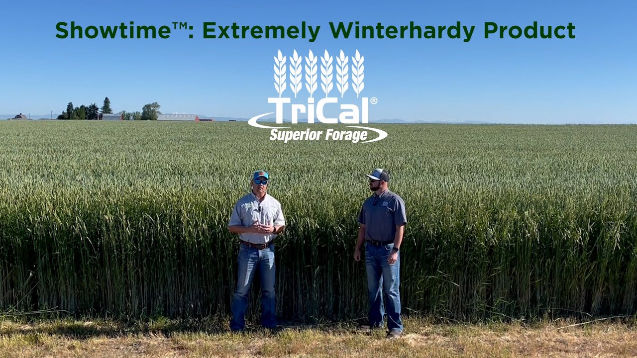 Showtime™ Triticale is Incredibly Winterhardy