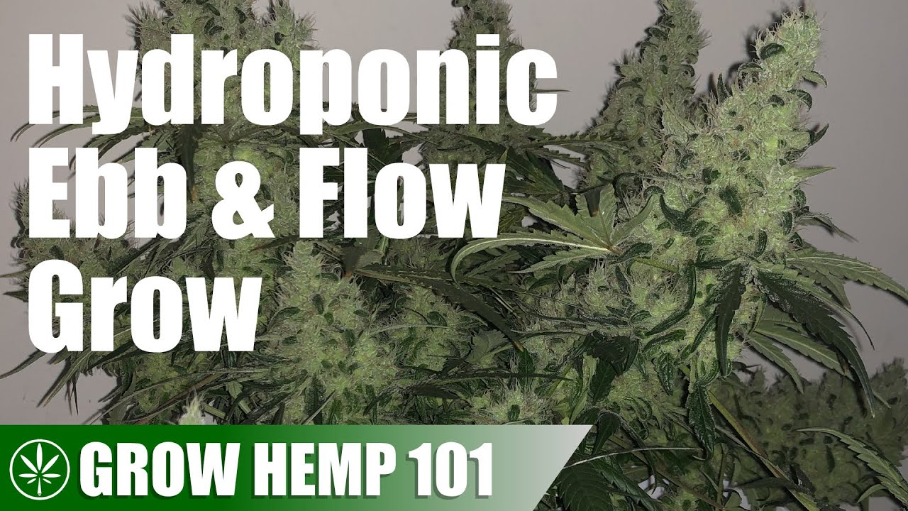 Hydroponic Ebb & Flow Grow from Clone to Harvest