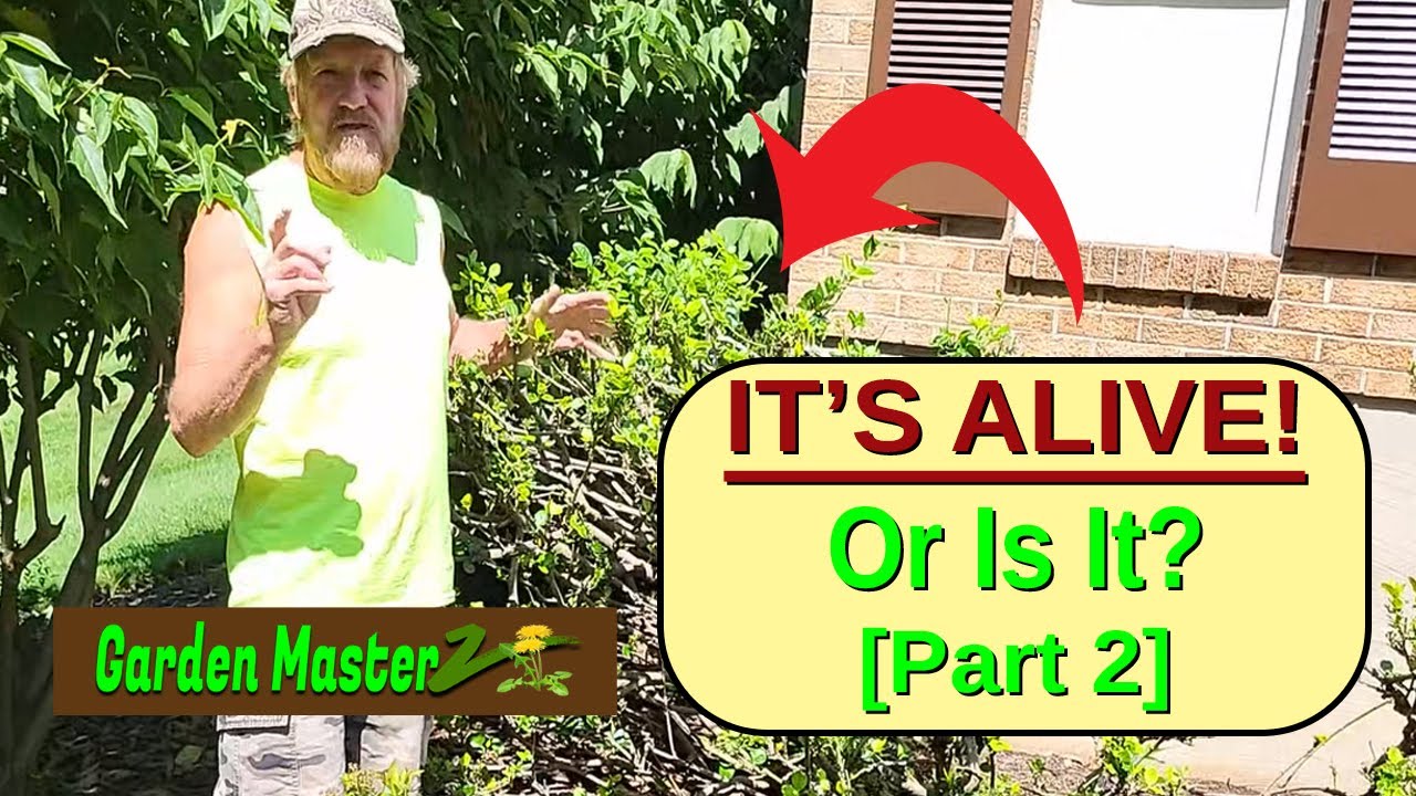Did The Euonymus Survive?  Part 2 - The Results