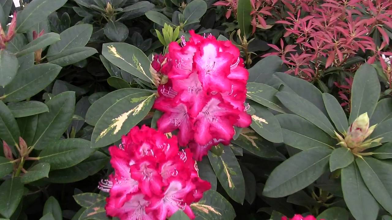 Spring 2014 at Kincaid's Nursery:  Rhododendron Varieties