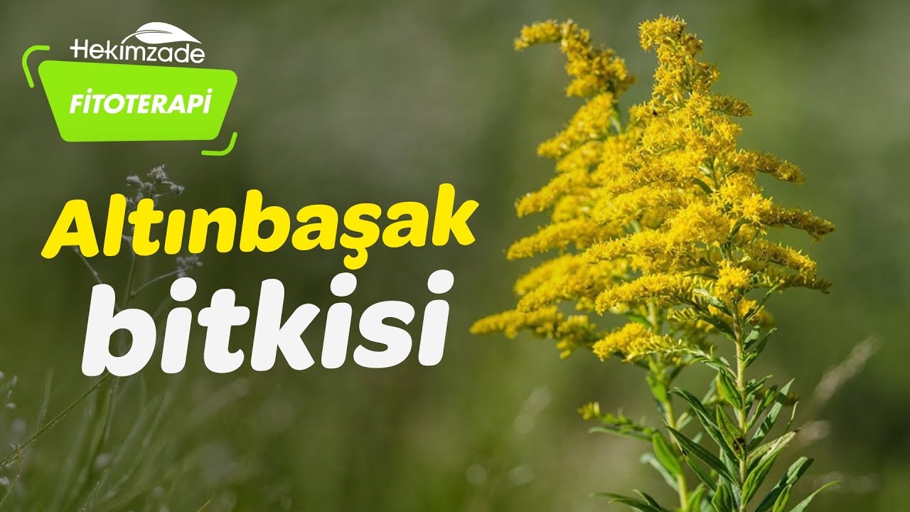Altınbaşak Bitkisi Faydaları
