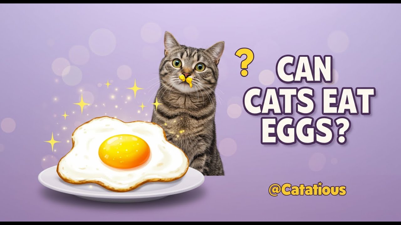 Can Cats Eat Eggs? Benefits, Risks, and What You Need to Know!