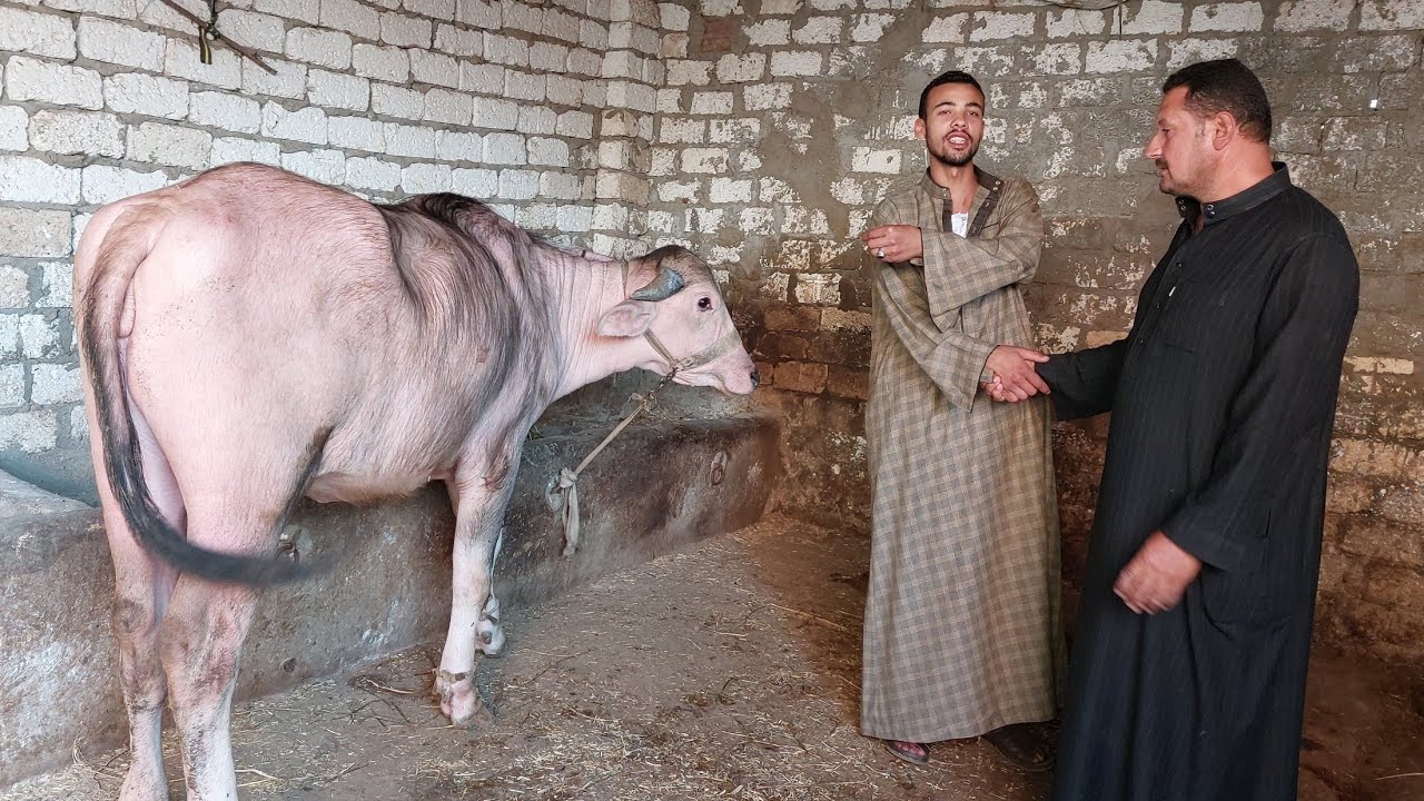 أسهل حلقه شراء صورتها الفلاح بيضحي بالبهيمه اللي حيلته عشان خاطر الناس تضحي