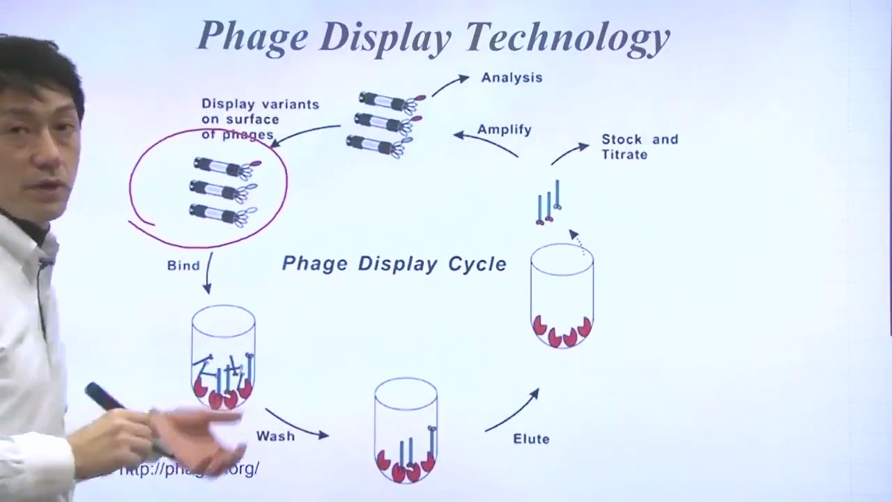 Unit 7 Part 3   Phage Display Technology