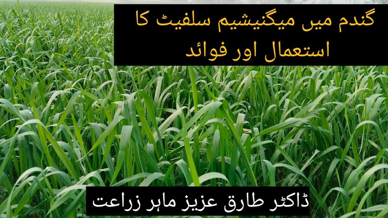 Use of magnesium sulphate in wheat 🌾|| گندم میں میگنیشیم سلفیٹ کا استعمال| #Magnesium #wheat