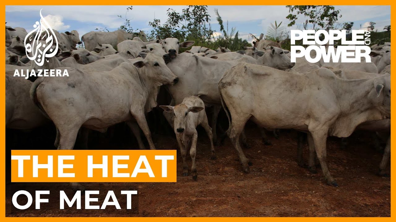 The Heat of Meat: Brazil’s beef industry and global warming | People and Power