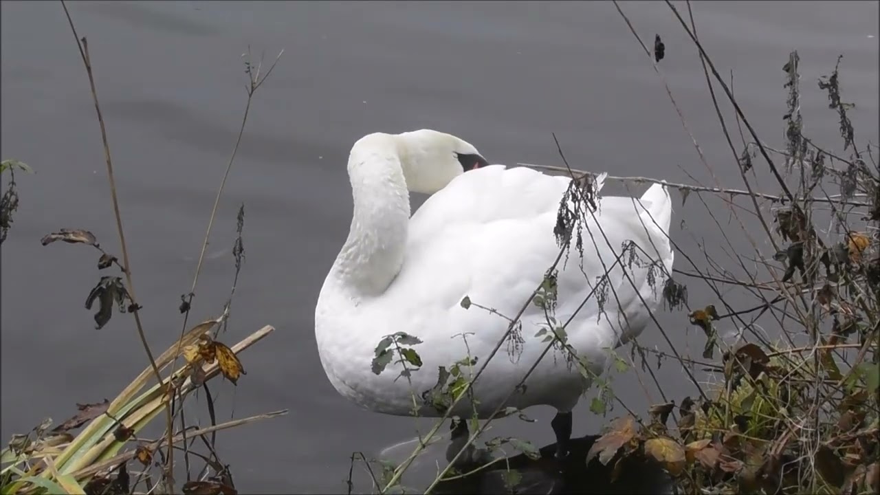 Höckerschwan am Baldeneysee