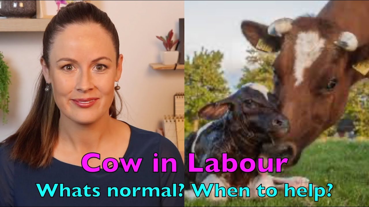 CALVING; WHATS NORMAL AND WHEN TO GET HELP | Sez the Vet