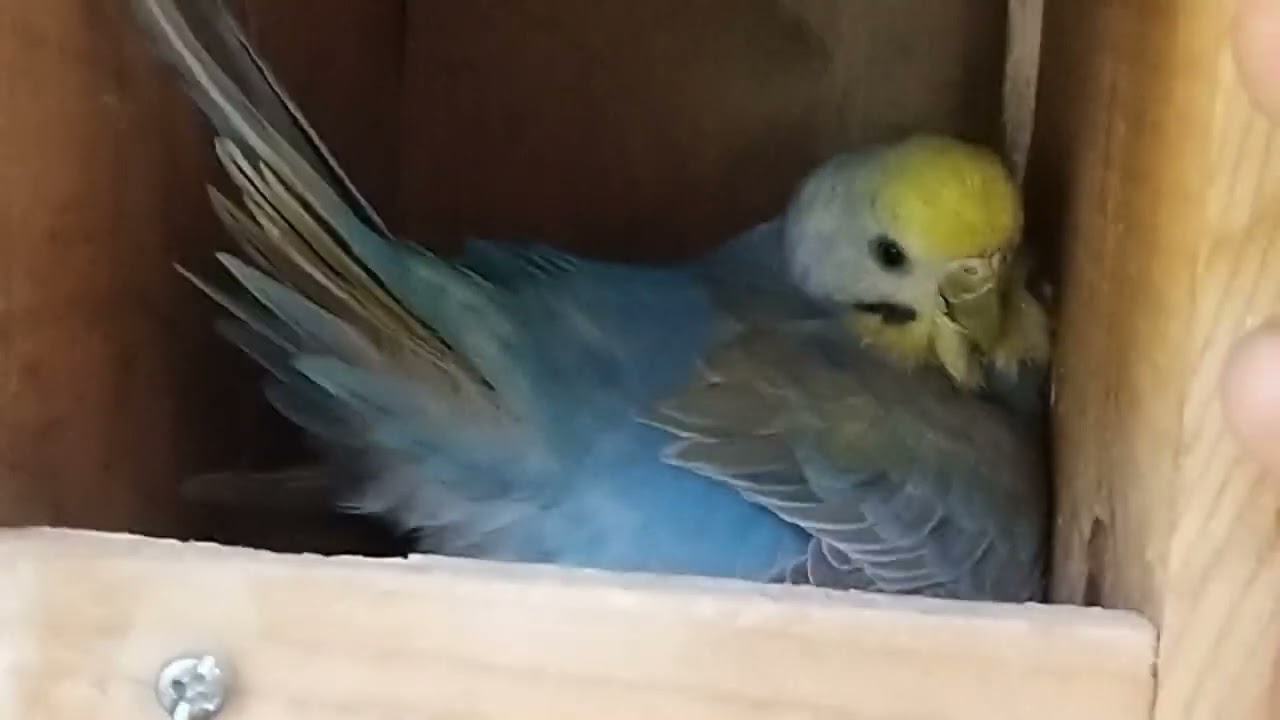 tamang edad Ng pag pares Ng parakeet