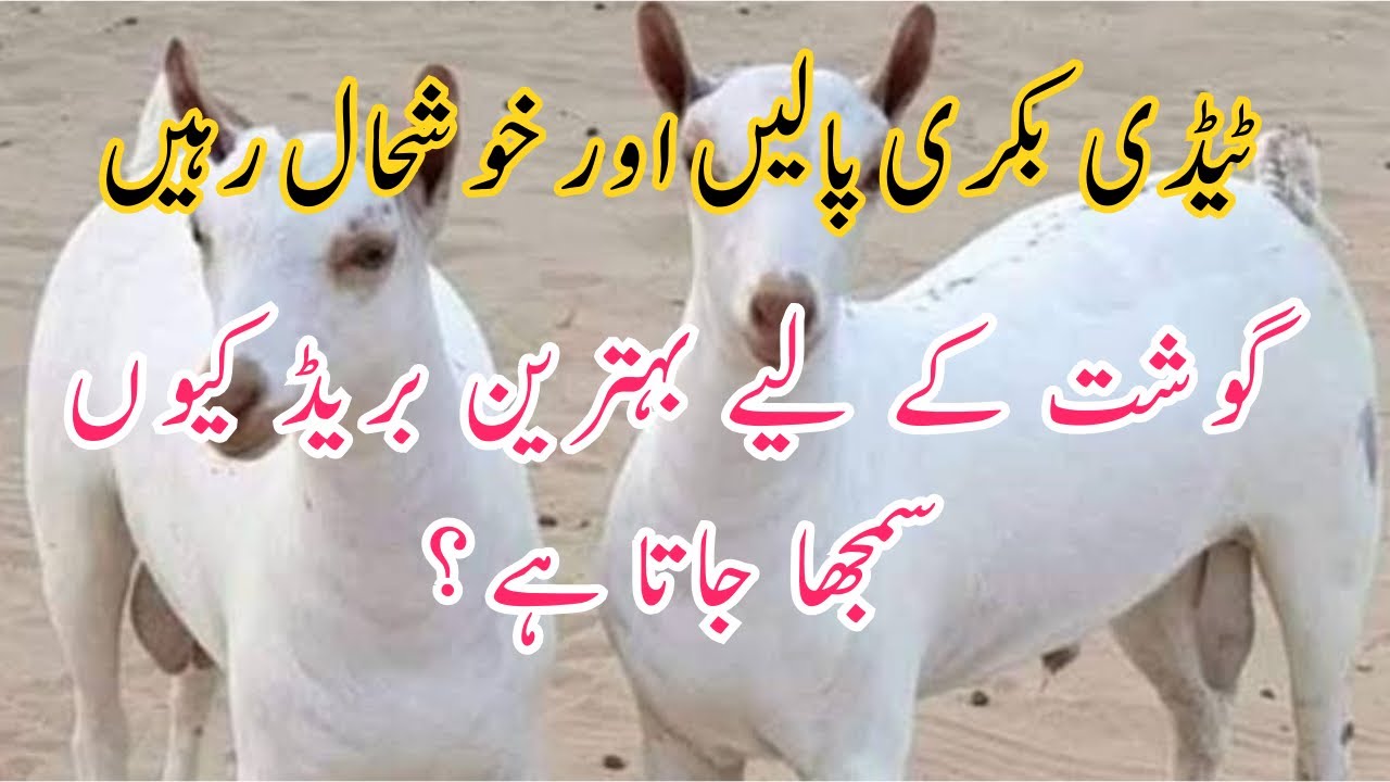 Teddy Goat Farming in Pakistan || Advantages || Characteristics || Mutton Buisness || Dr Noman Ali