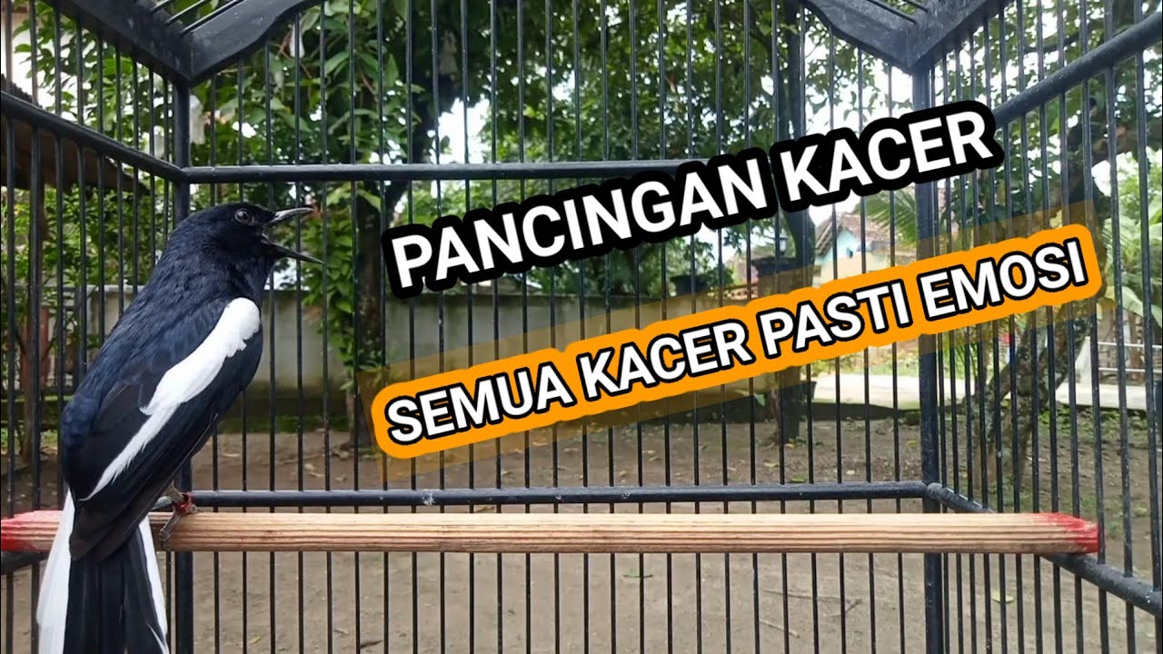 Kacer GACOR ngeplong KONSLET Tarung ini Paling Ampuh untuk PANCINGAN KACER agar EMOSI..