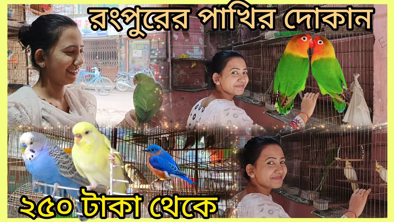 রংপুরে যেখানে দেশি-বিদেশি পাখি পাওয়া যায় খুবই কম দামে 🦜| রংপুরে পাখির দোকান | Pet Shop Rangpur