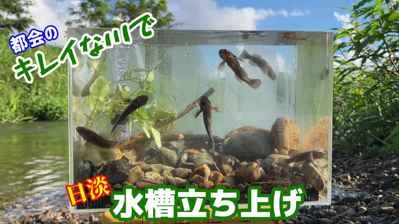 【ガサガサ/アクアリウム】川で日本淡水魚捕まえて水槽立上げ、過密に魚をいれて観察すると面白い/飼育下では無理な状況の日本淡水魚水槽