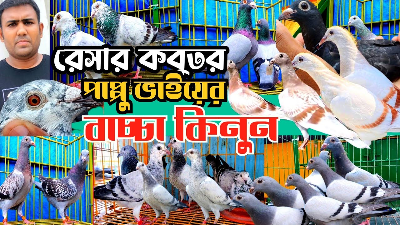 ৩০০ জোড়ার বেশি রেসার কবুতর। ওরজিনিয়াল রেজাল্ট করা রেসার কবুতরের বাচ্চা কিনুন। Krishi khobor tv