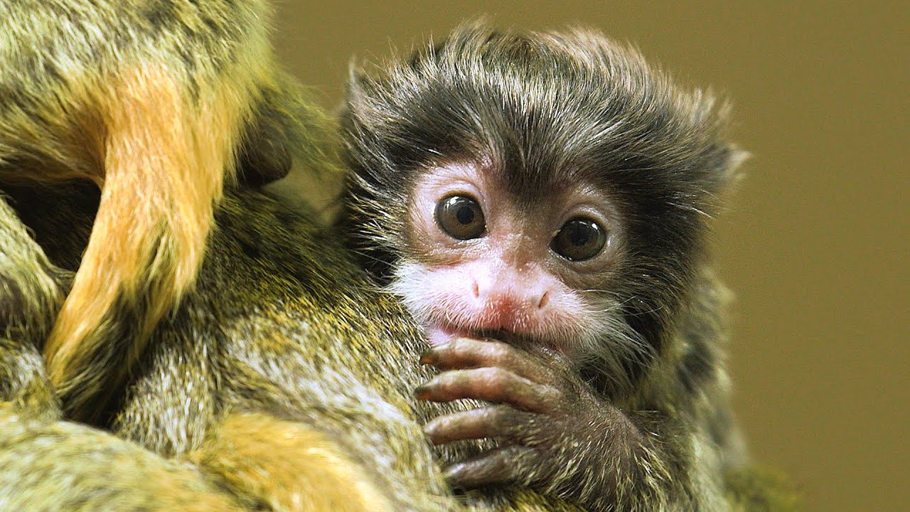Drillinge bei den Kaiserschnurrbarttamarinen I Tiergarten Schönbrunn