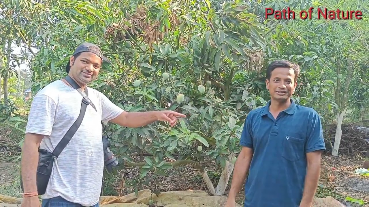 মেদিনীপুরের সেরা আম গাছের নার্সারি | আম্রকুঞ্জা নার্সারি | Amrakunja Nursery