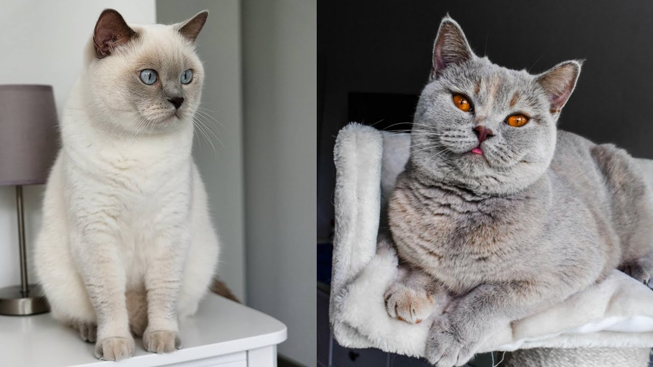 British Shorthair Cats cute funny Videos 2021